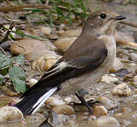 European Pied Flycatcher