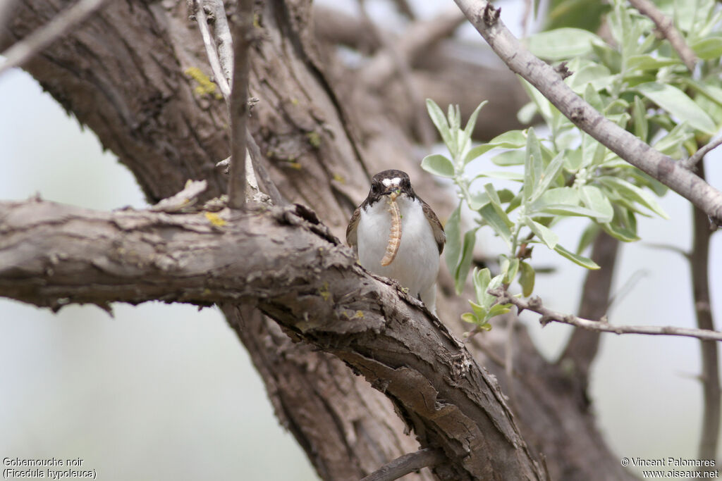 Gobemouche noir, pêche/chasse, mange