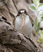 European Pied Flycatcher