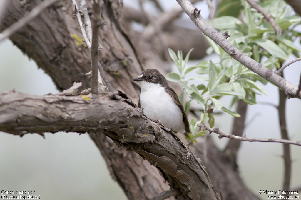 European Pied Flycatcher male