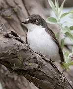 Gobemouche noir