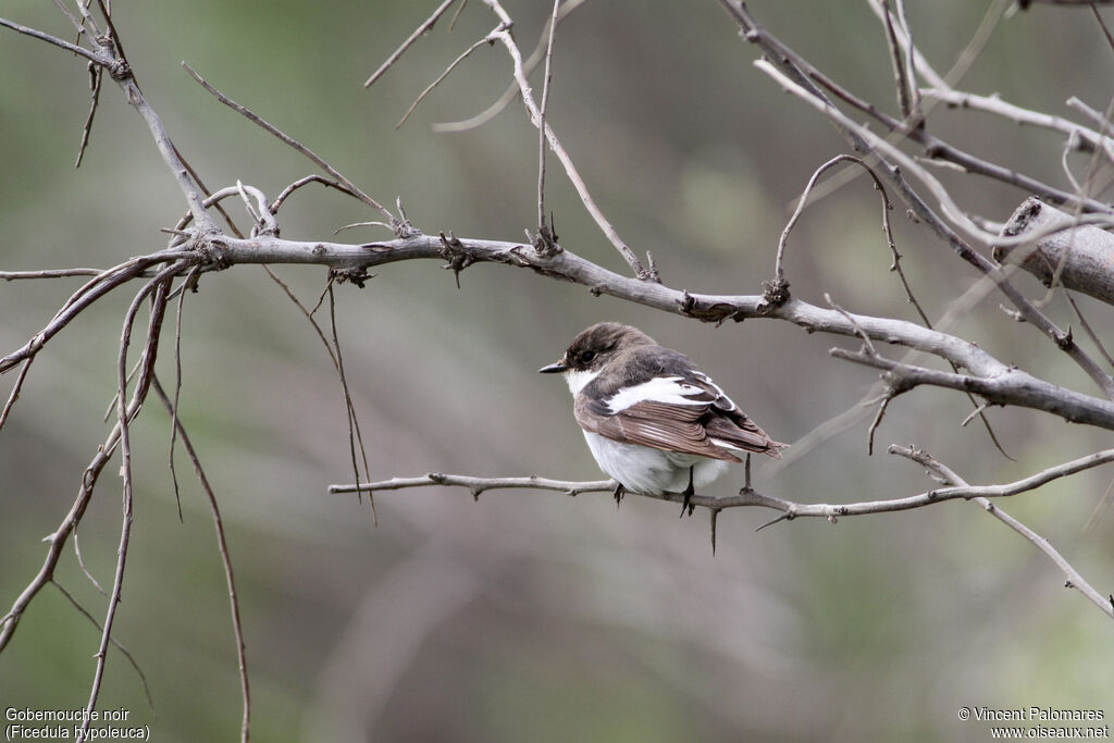 European Pied Flycatcher male