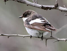 European Pied Flycatcher