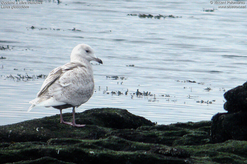 Goéland à ailes blanches2ème année