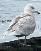 Goéland à ailes blanches