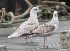 Iceland Gull