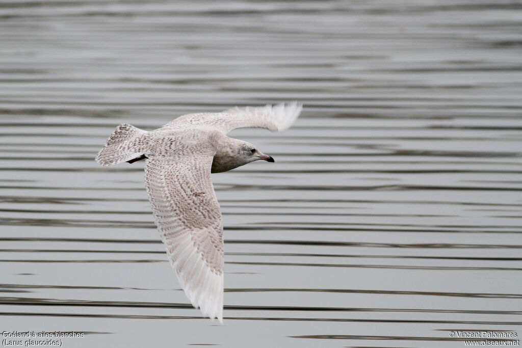 Goéland à ailes blanches2ème année, Vol