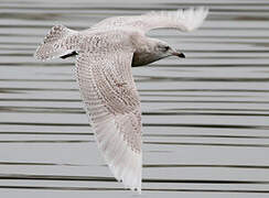 Iceland Gull