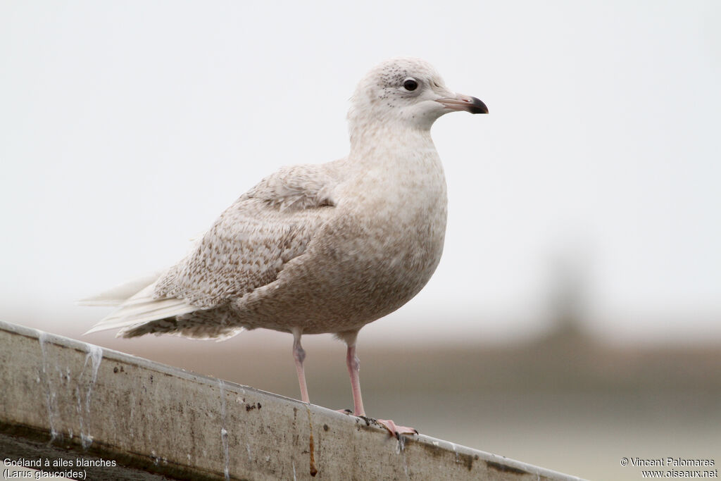 Goéland à ailes blanches2ème année