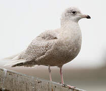 Iceland Gull