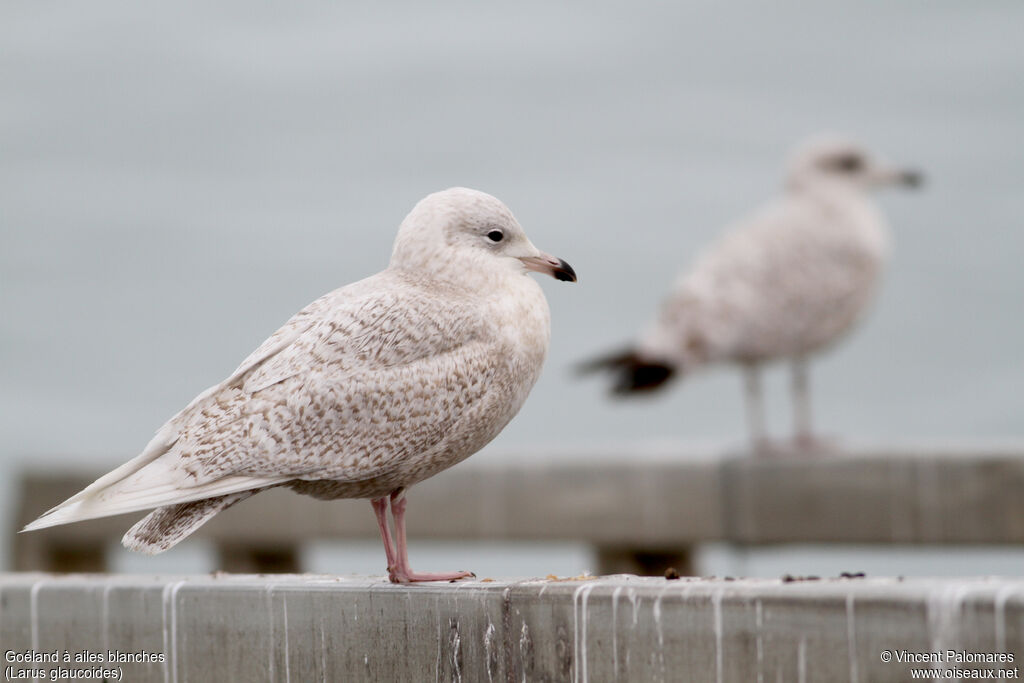 Goéland à ailes blanches2ème année