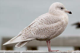 Iceland Gull