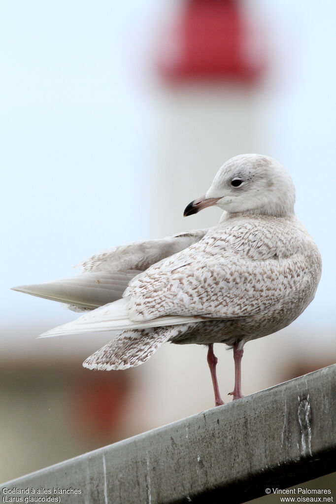 Goéland à ailes blanches2ème année