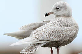 Iceland Gull