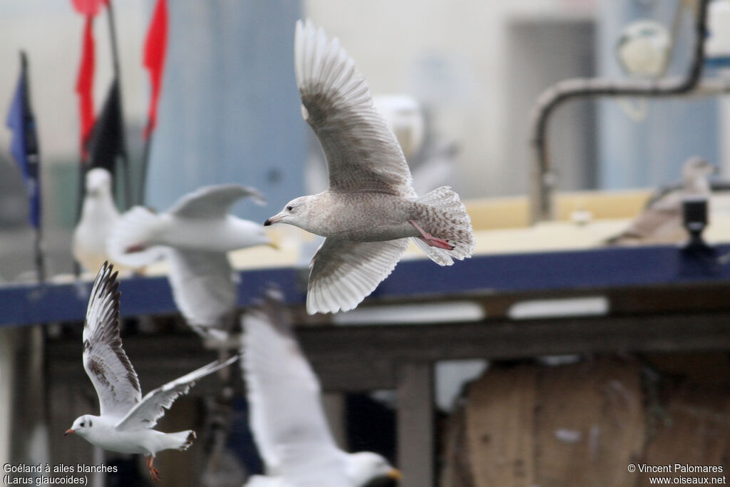 Iceland GullSecond year, Flight