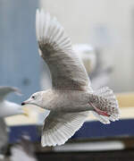 Iceland Gull