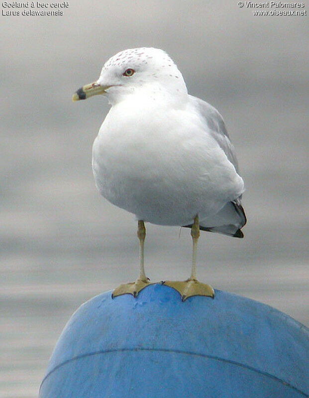 Ring-billed Gulladult post breeding