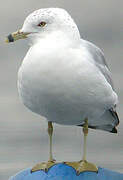 Ring-billed Gull