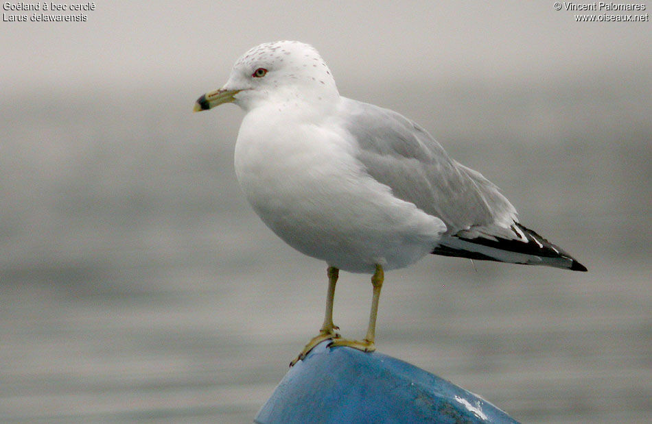 Ring-billed Gull