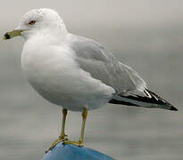 Ring-billed Gull