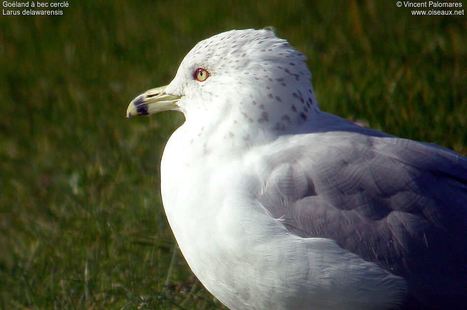 Ring-billed Gulladult