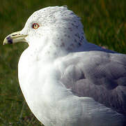 Ring-billed Gull