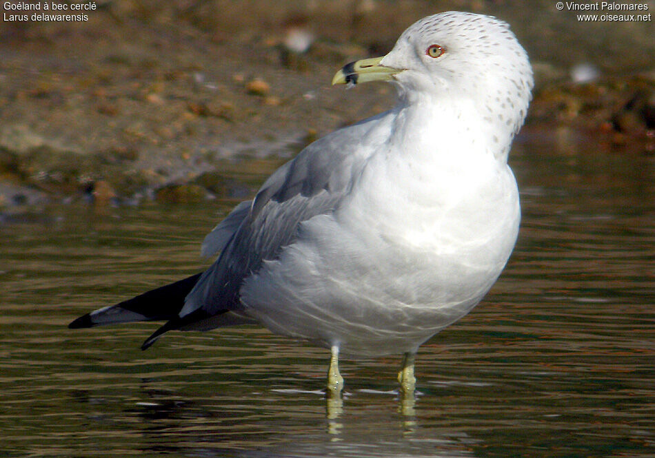 Ring-billed Gulladult