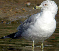 Ring-billed Gull