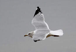 Ring-billed Gull