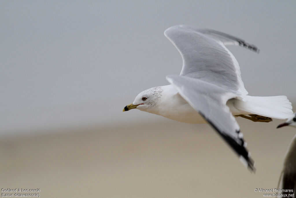 Ring-billed Gulladult, Flight