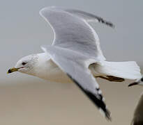 Ring-billed Gull