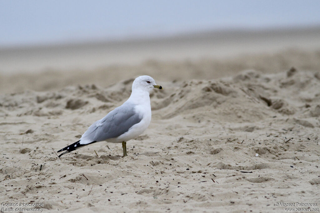 Ring-billed Gulladult