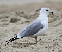 Ring-billed Gull