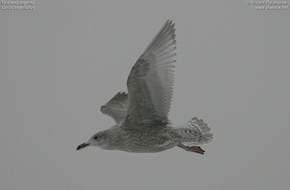 European Herring Gull