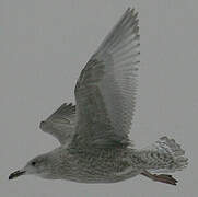 European Herring Gull