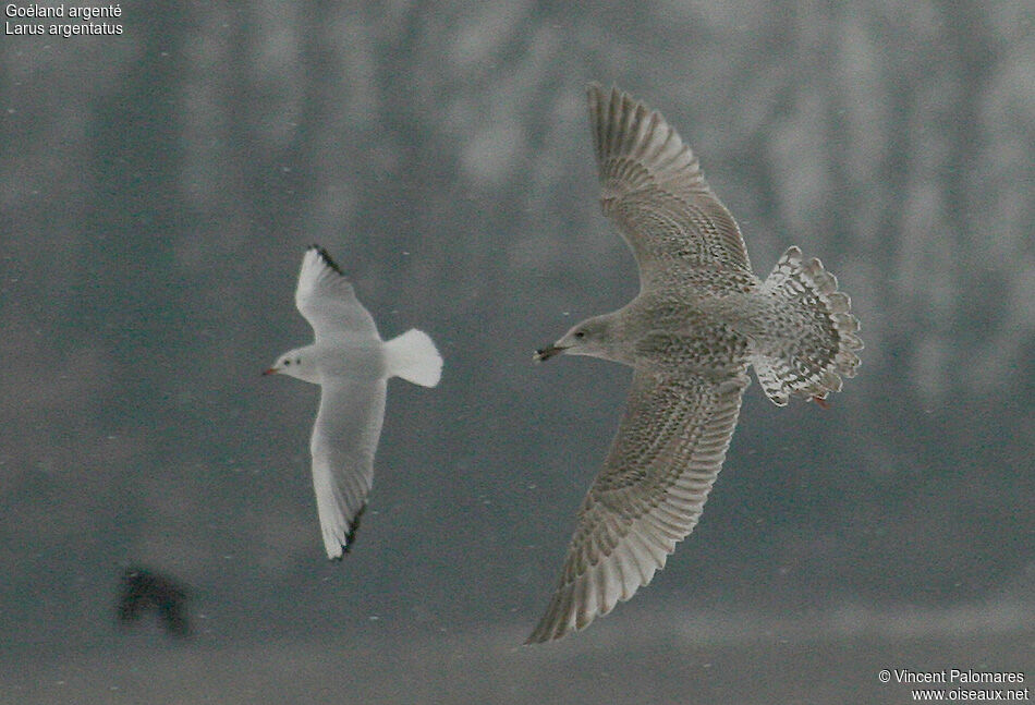 European Herring Gull