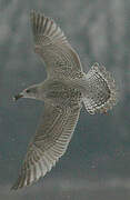 European Herring Gull