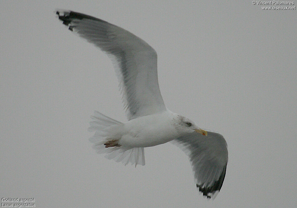 European Herring Gull