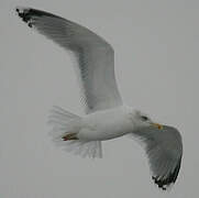 European Herring Gull