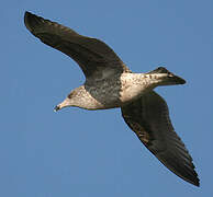 European Herring Gull