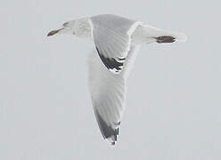 European Herring Gull