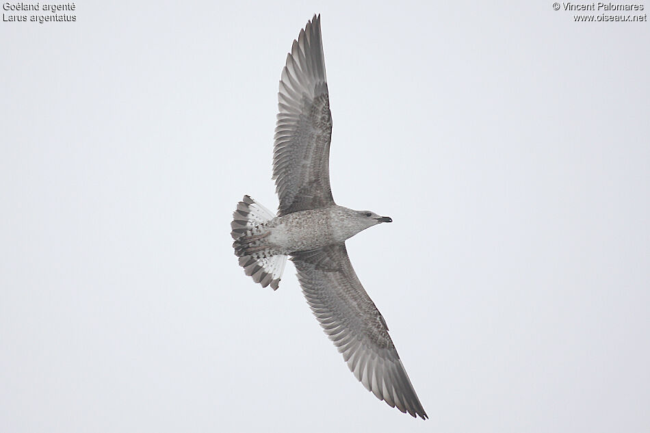 European Herring GullFirst year