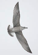 European Herring Gull