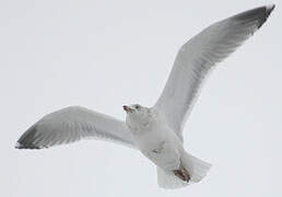 European Herring Gull