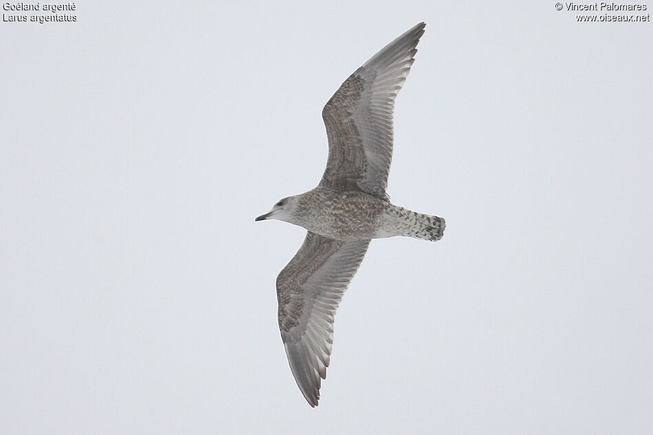 European Herring GullFirst year