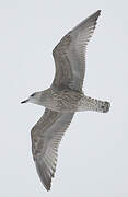 European Herring Gull