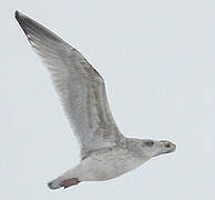 European Herring Gull