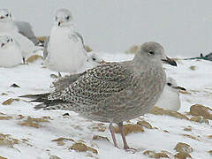 European Herring Gull