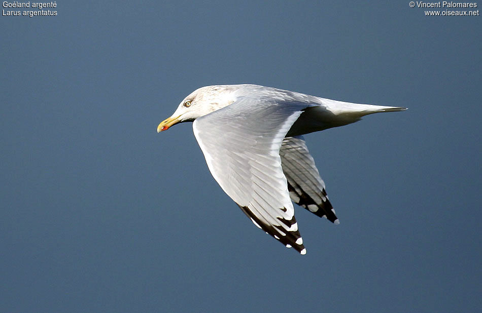 European Herring Gull