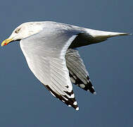 European Herring Gull